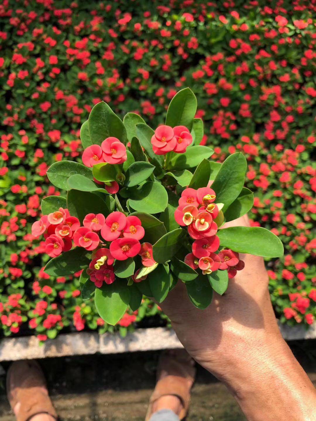 小叶虎刺新手绿植四季开花办公办公室室内桌面多肉植物