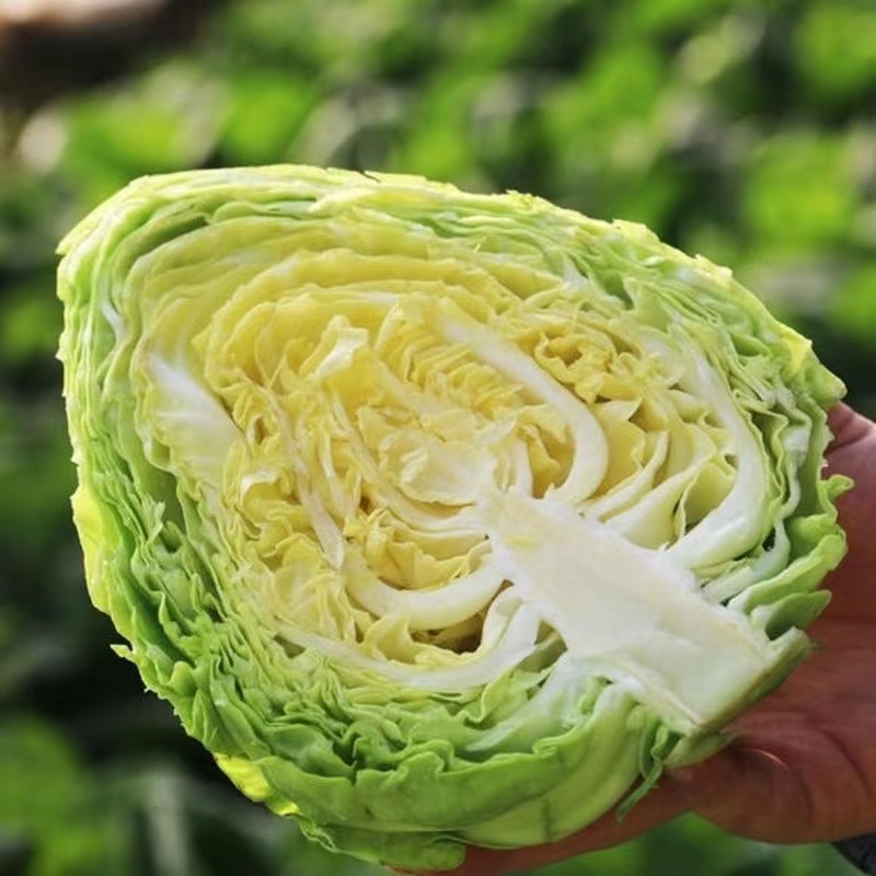 湖北农家自种新鲜牛心包菜莲花白手撕卷心菜当季青菜蔬菜甘蓝白菜