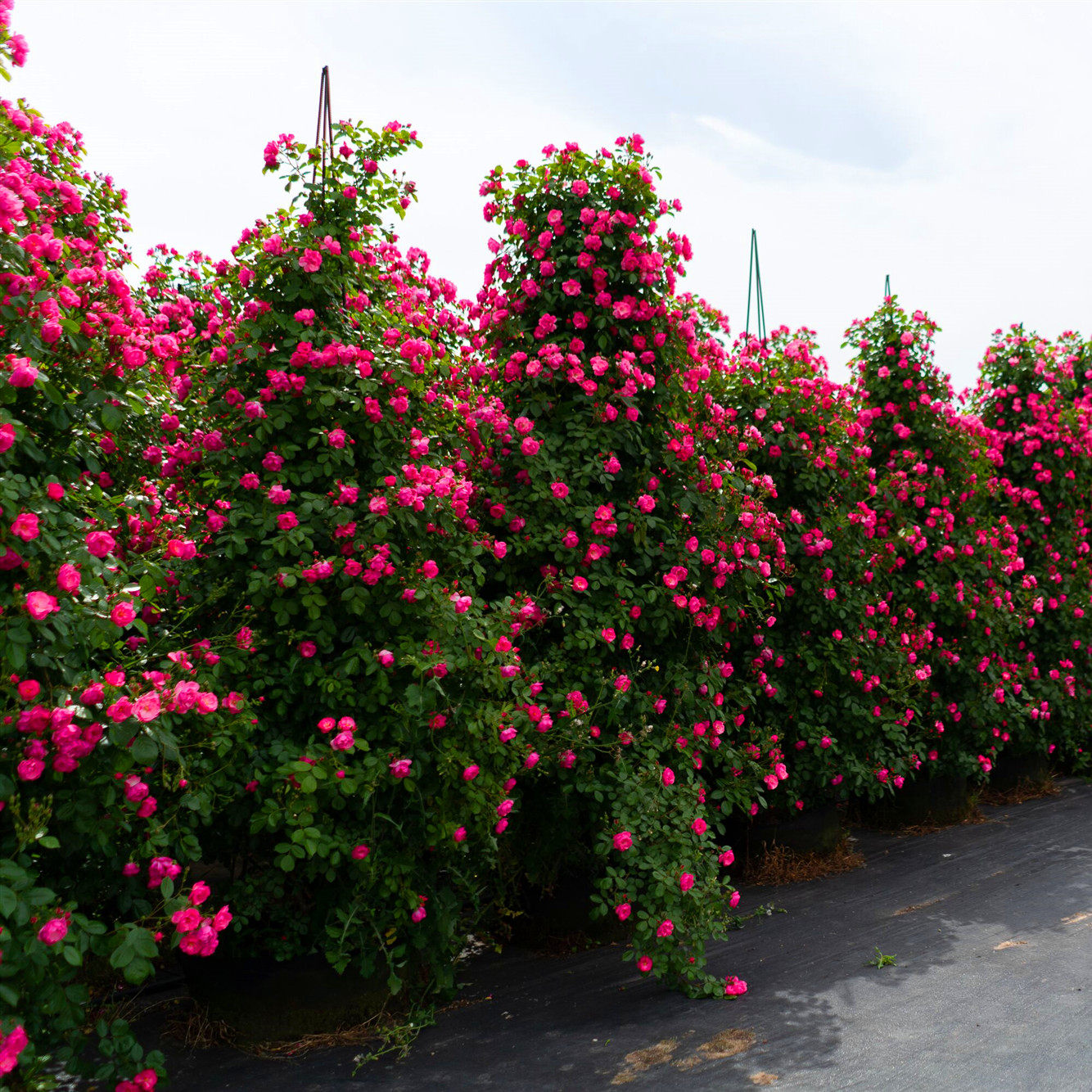 月季蔷薇爬墙月季花花苗彩虹爬藤多花藤本复色时令草本花卉