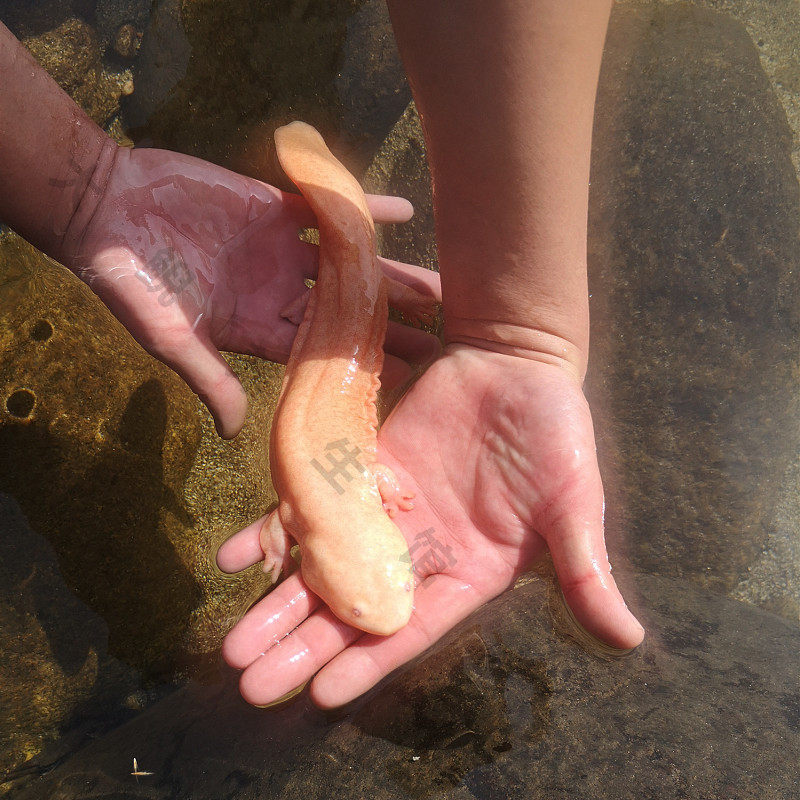 18厘米--20厘米金娃娃娃娃鱼大鲵变异白化高档观赏鱼发财特许养殖水产