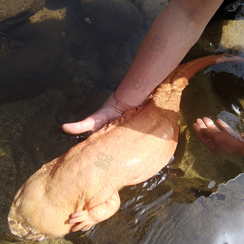 观赏鱼二代养殖人工白化变异大鲵娃娃鱼金色一条特许养殖水产