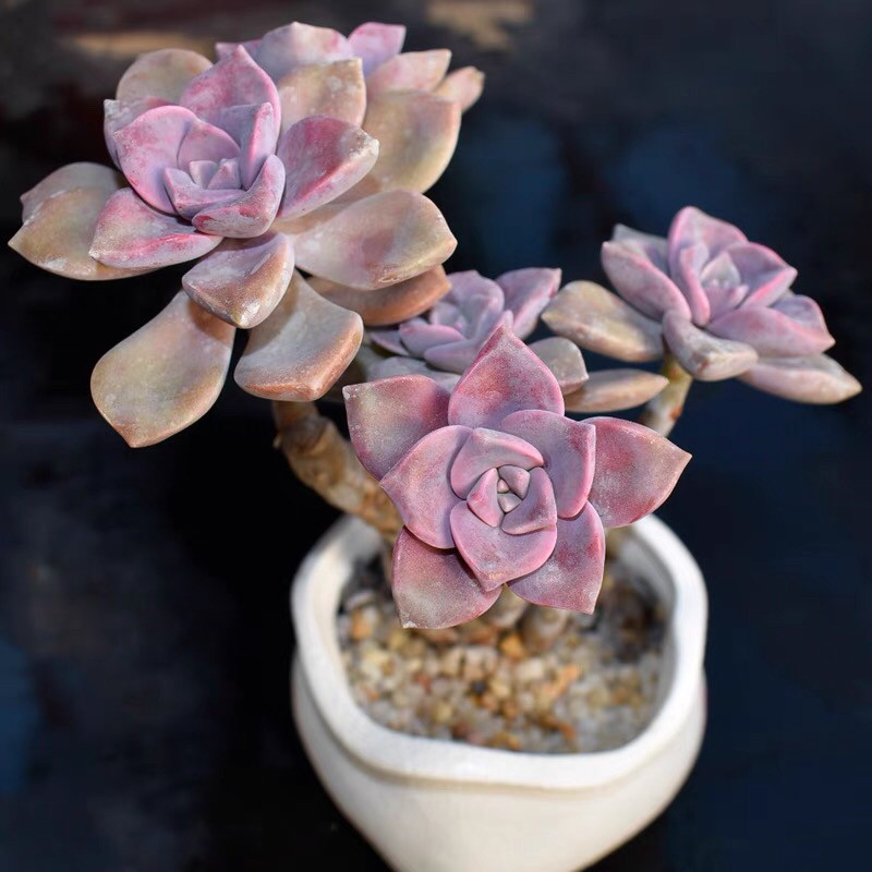 紫乐多肉老桩多头植物群生大颗好养室内阳台多肉植物