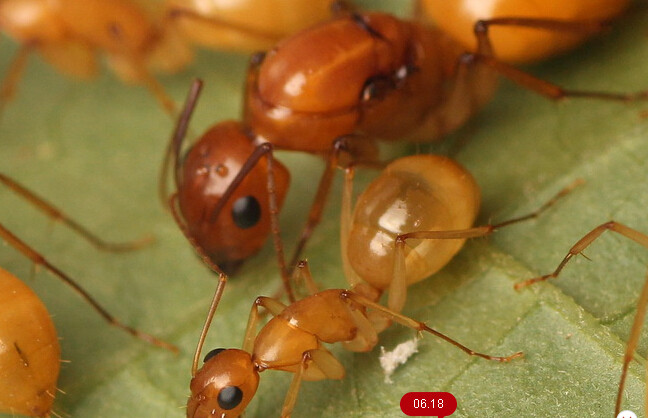 全黄黄金土耳其弓背camponotusturcestanus活体宠物蚂蚁工坊蚂蚁