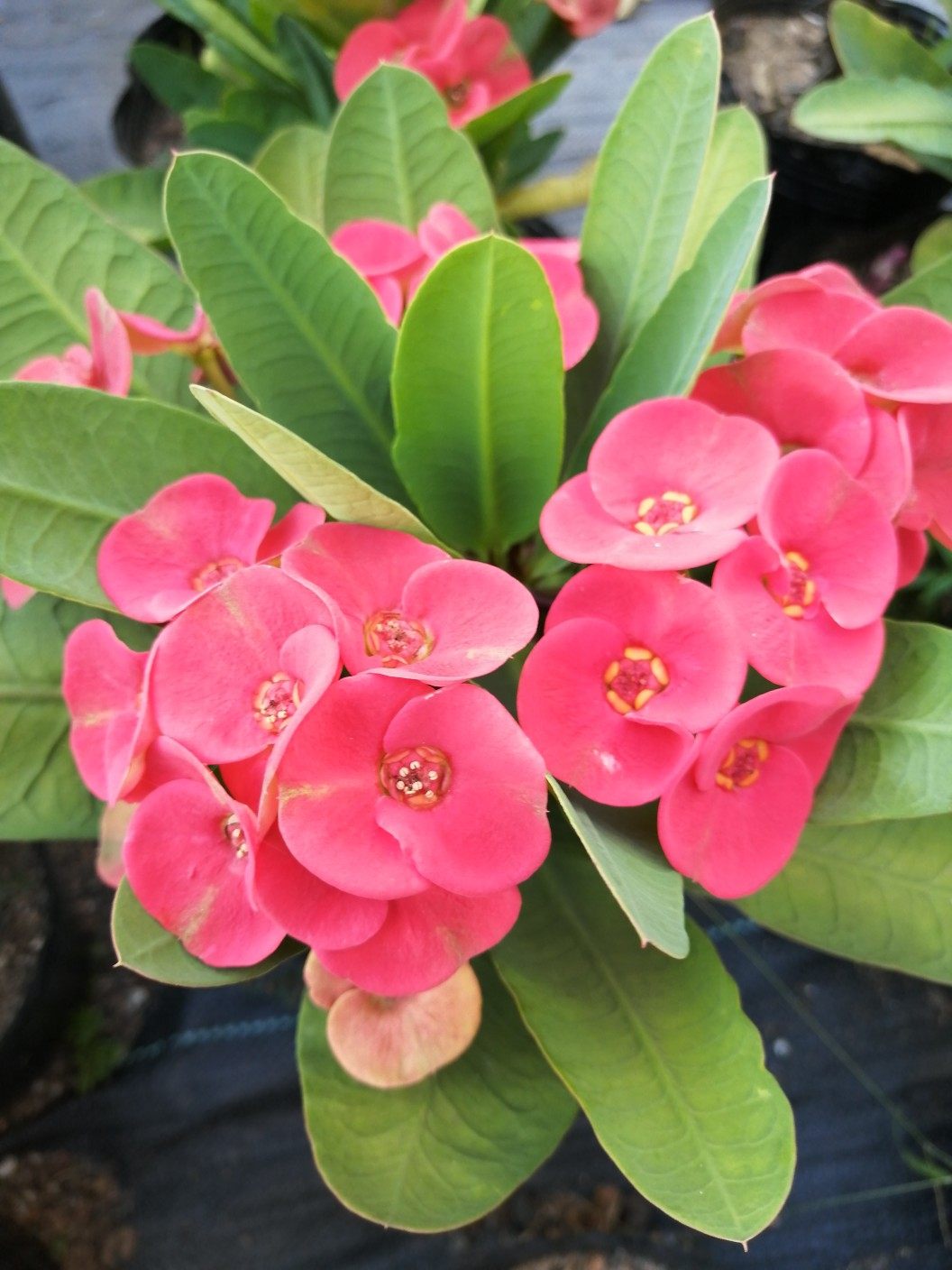 虎刺海棠大红红色大花品种绿植花卉盆栽时令草本花卉