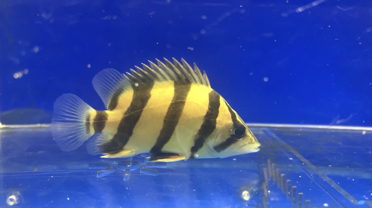 泰北三纹虎鱼定好水印印尼虎泰泰国苏虎热带鱼鱼