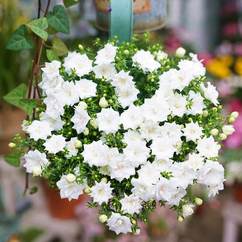 重瓣丹麦风铃花盆盆栽花苗阳台庭院室内观花时令草本花卉