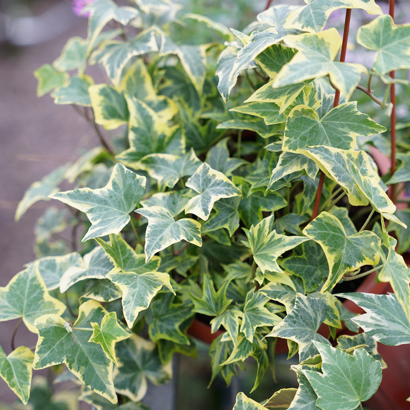 日本进口雪莹花叶常春藤一物一拍盆栽苗耐阴带绿植