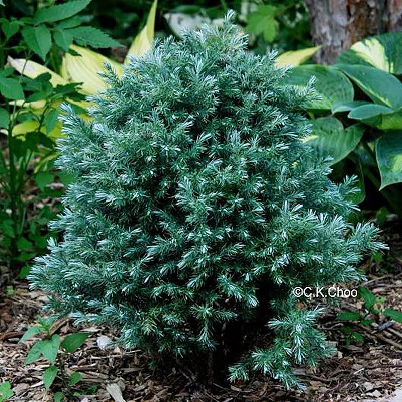 蓝湖耐寒绿植叶绿植养活观花境松柏常绿四季针叶树绿植