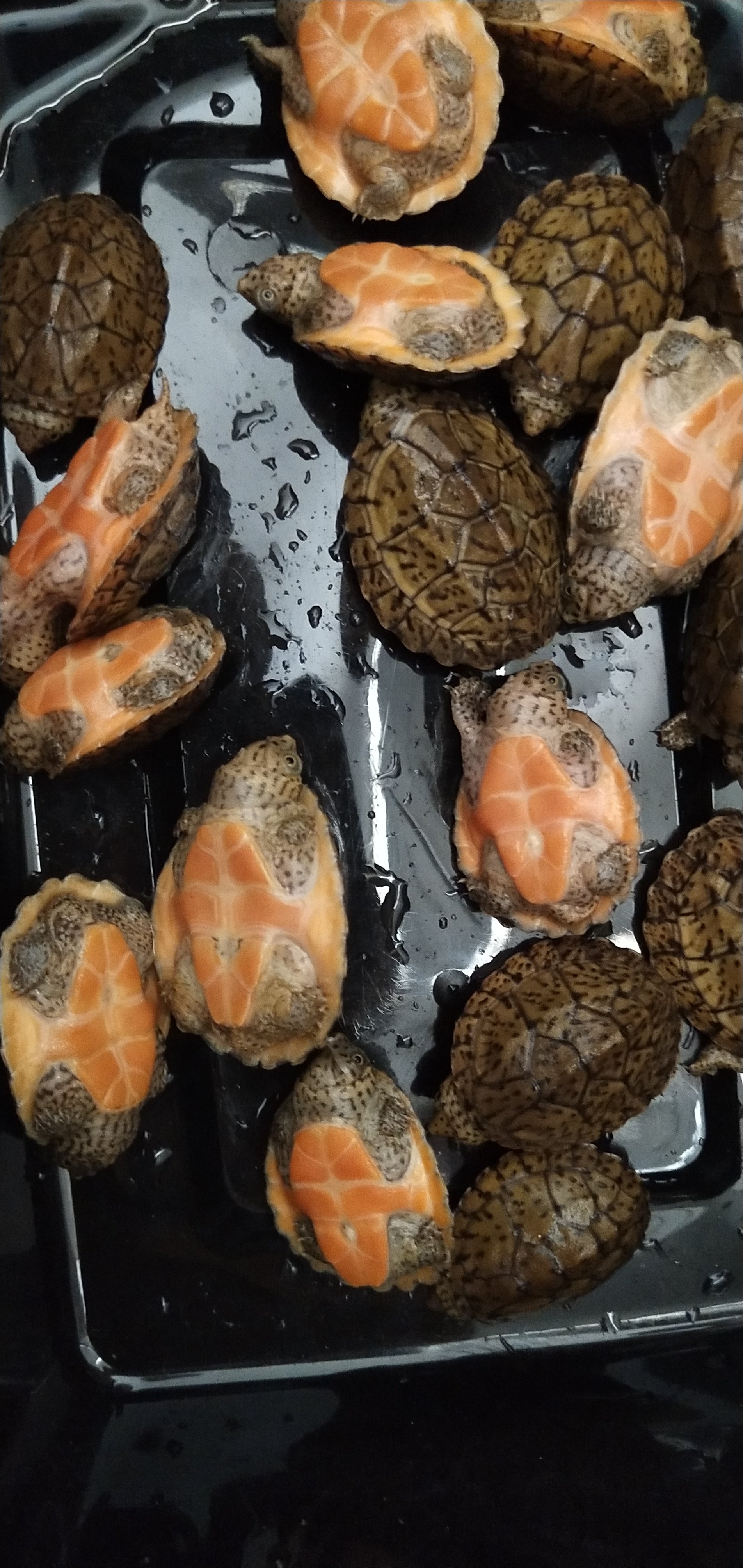 蛋龟种类剃刀龟粮虎纹果核巨头圆澳活体水龟龟