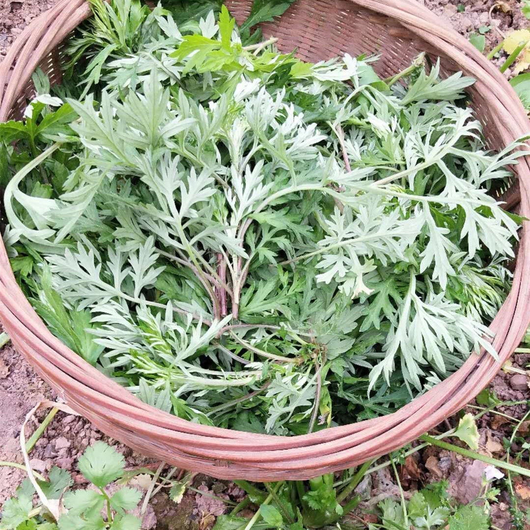 新鲜艾叶 新鲜艾草叶艾草生艾叶野生食用农家米果青团