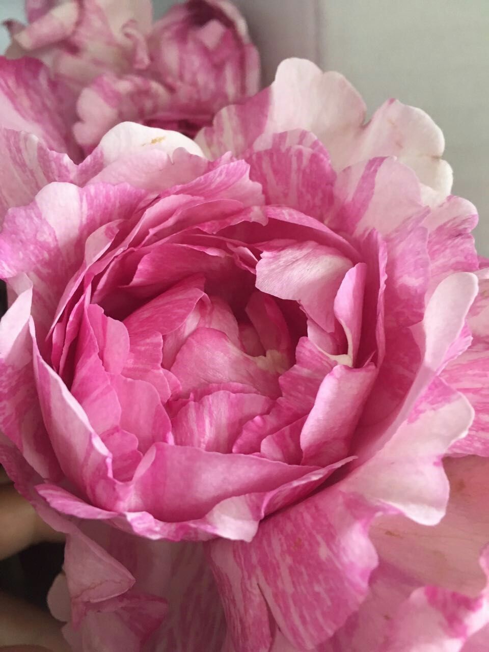 水灵花园扦插小苗伊芙飞溅月季玫瑰欧月丰花观叶