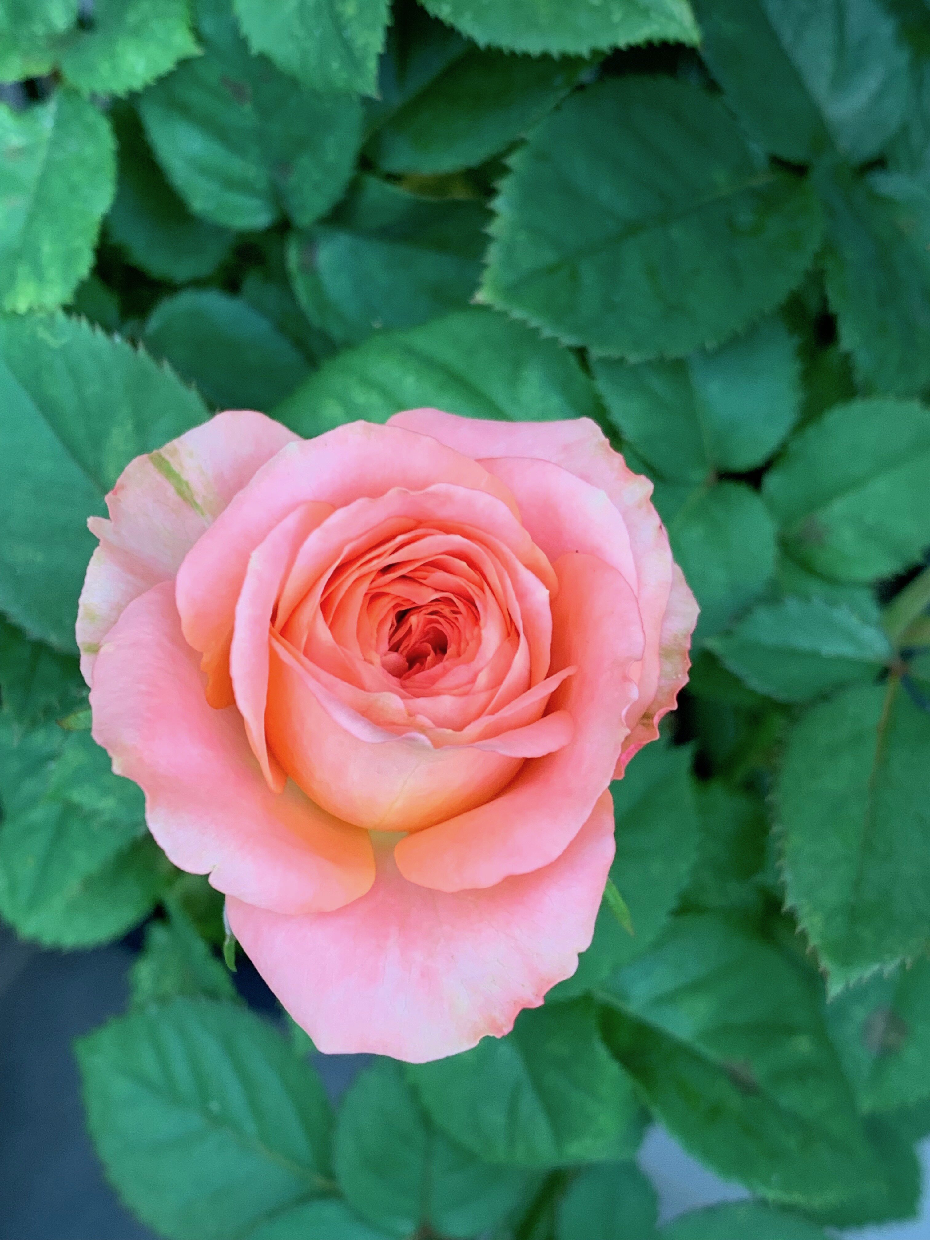 水灵花园金牛座星座系列大花微月月季阳台庭院绿植