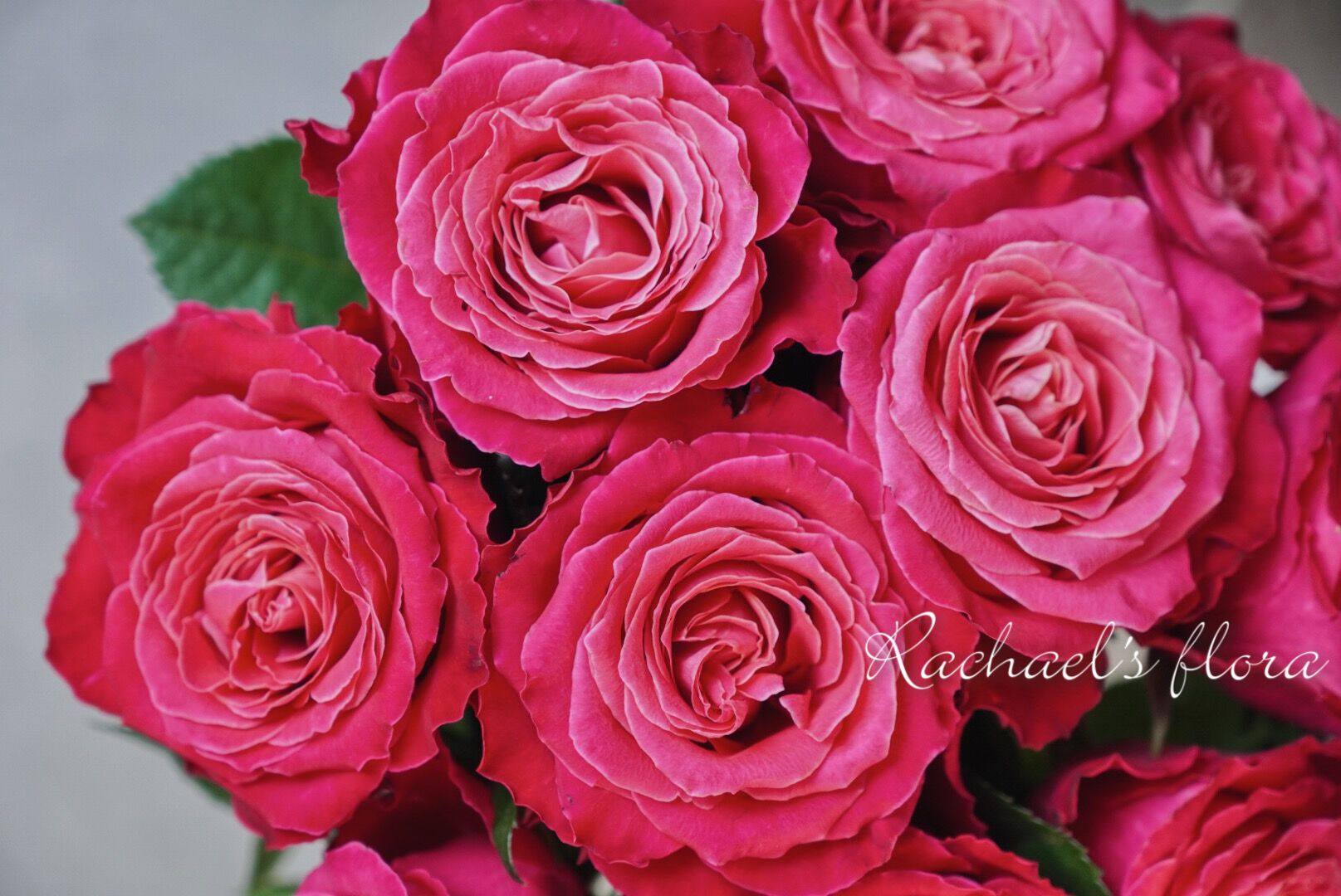 花园水灵电影明星2021新品玫瑰盆栽阳台月季绿植