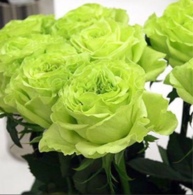 绿色水灵花园超级绿舞大花灌木色系欧月月季绿植