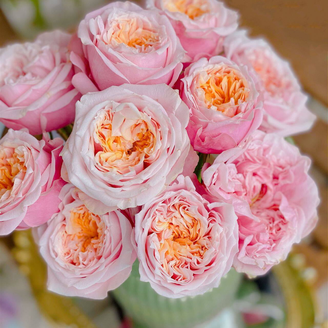 水灵花园摘星奇缘诺丁山新品荷兰vip月季月季花观叶