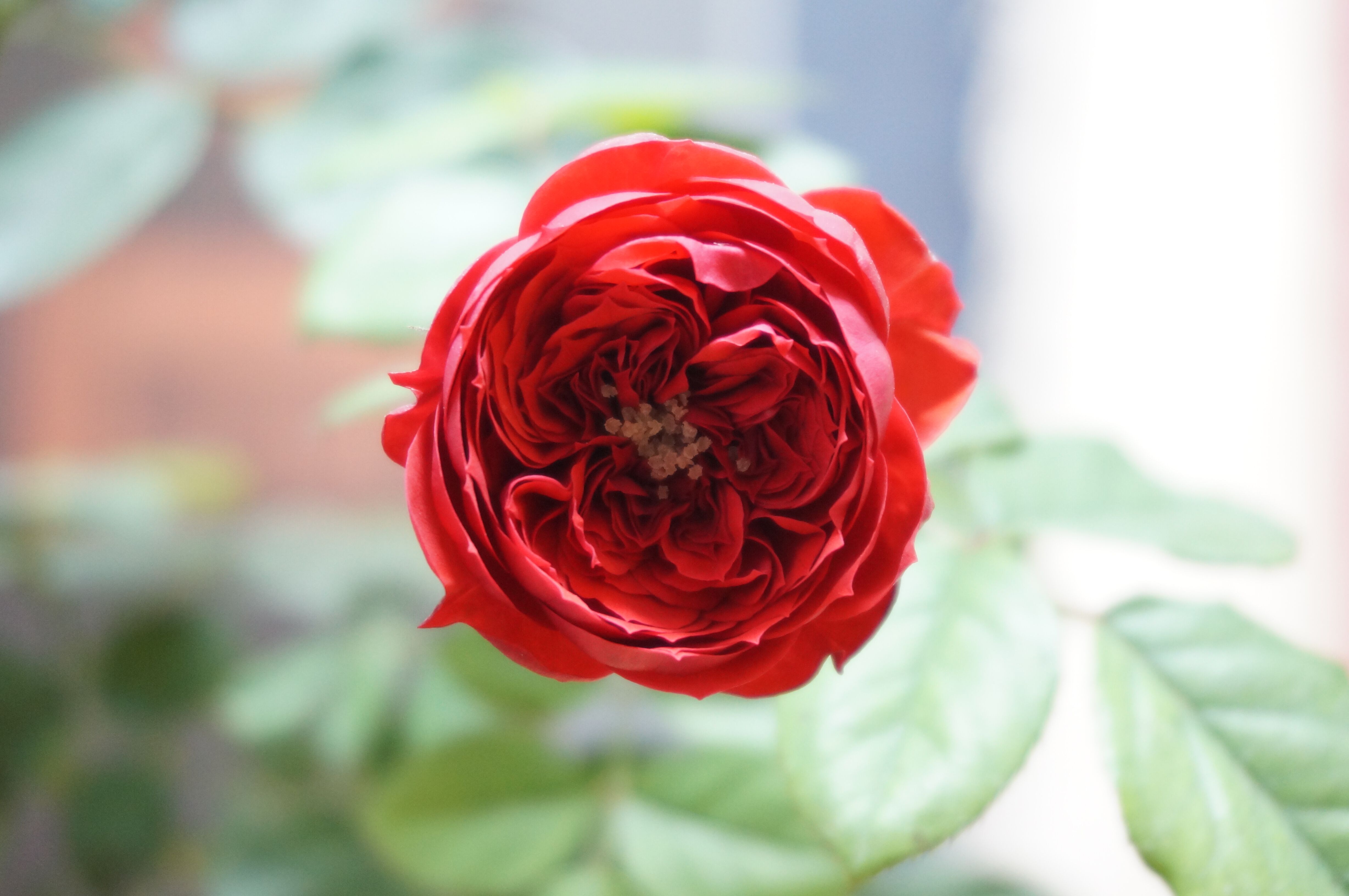 【水灵花园5加仑大苗】红苹果red apple 大花微月丰月季盆栽花卉