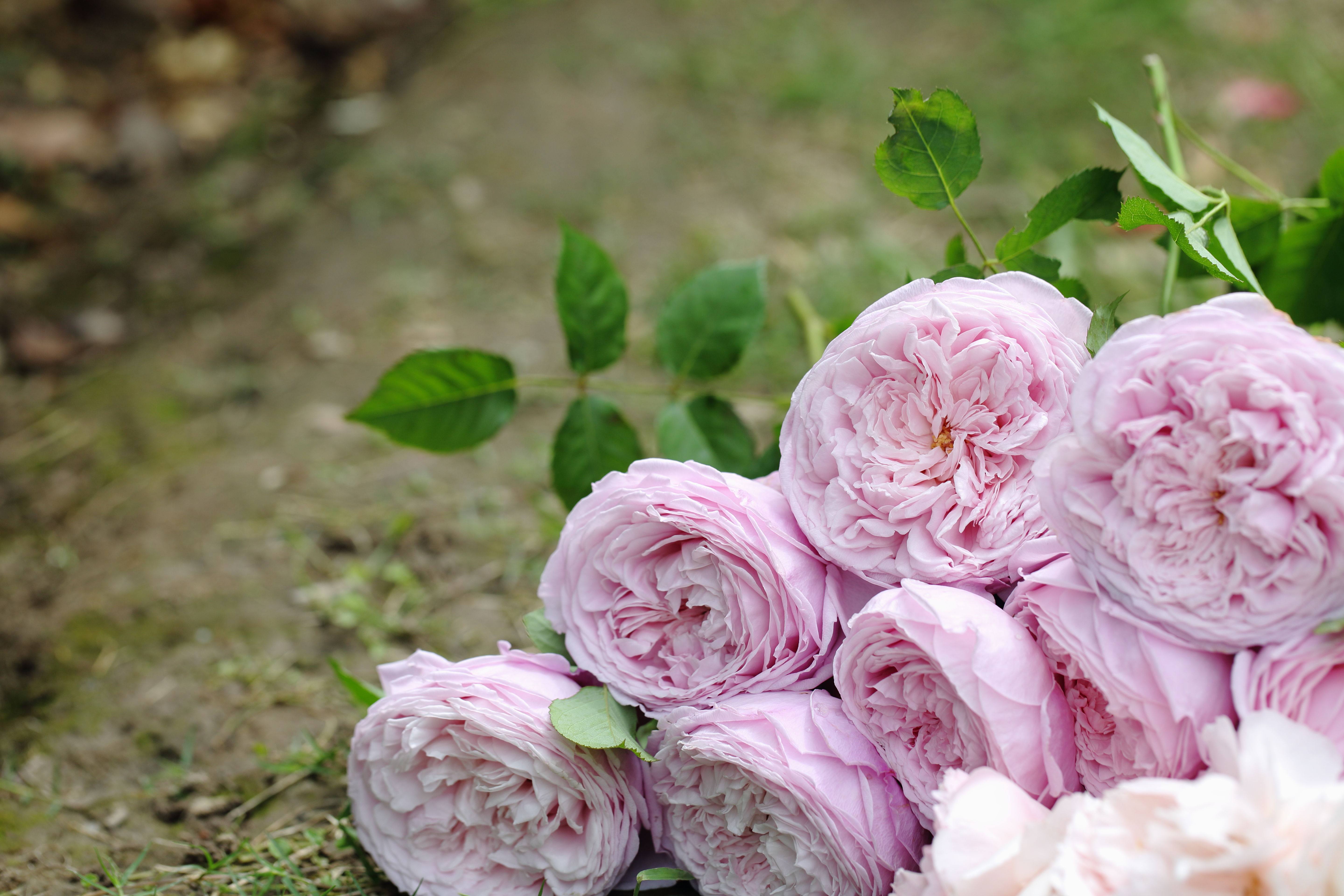 【水灵花园5加中大苗】自由精神 藤本大花包子月季 花型持久耐开