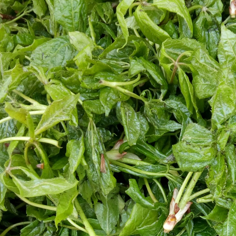 速冻新鲜刺五加芽东北特产野生山野菜 新鲜刺果棒芽500克2份包邮