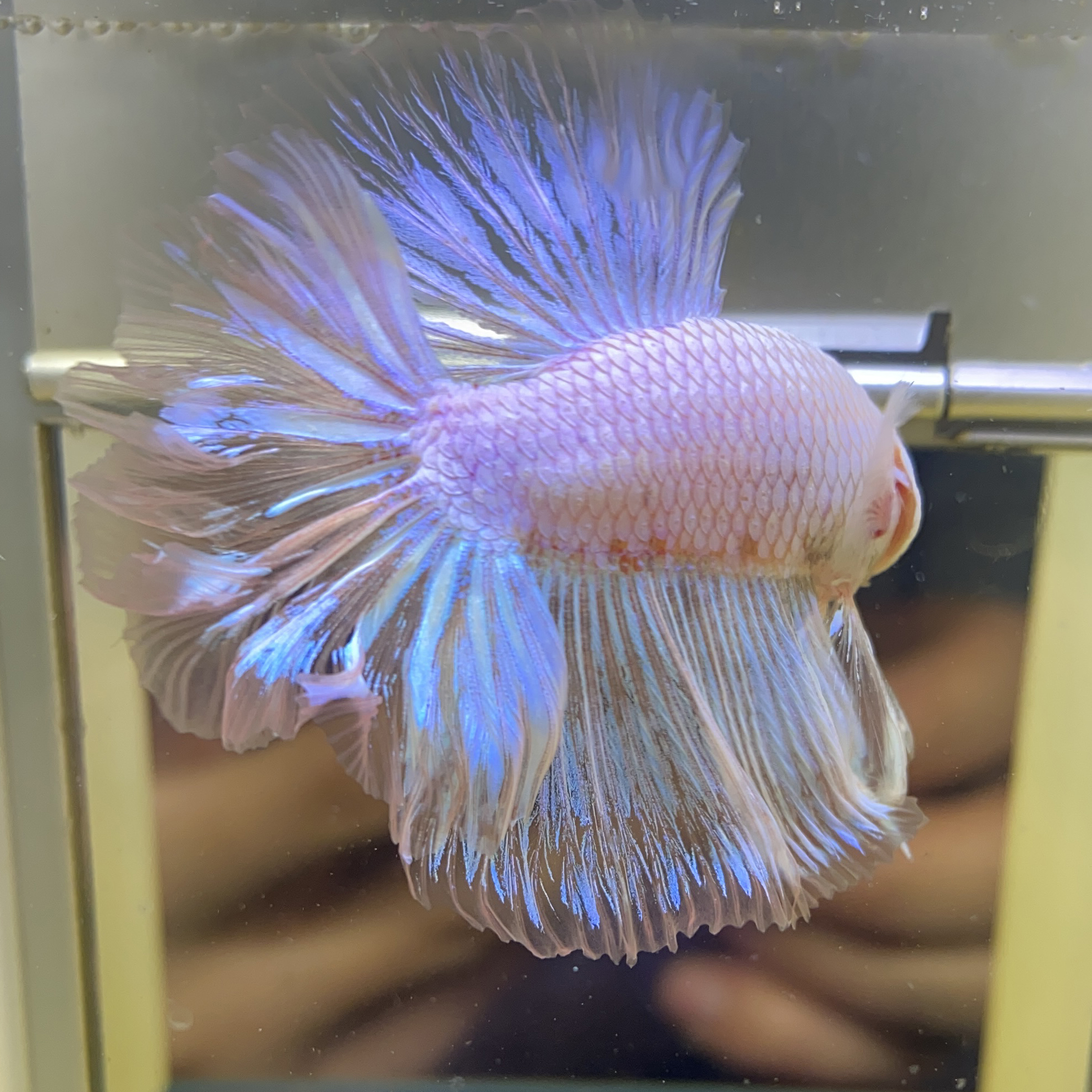 泰国粉色大耳半月将军耐活斗鱼展示精品热带鱼