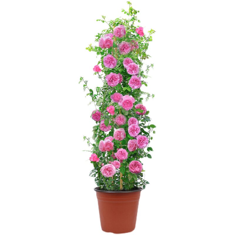 庭院藤本蔷薇大花浓香爬藤月季月季花花苗植物时令草本花卉