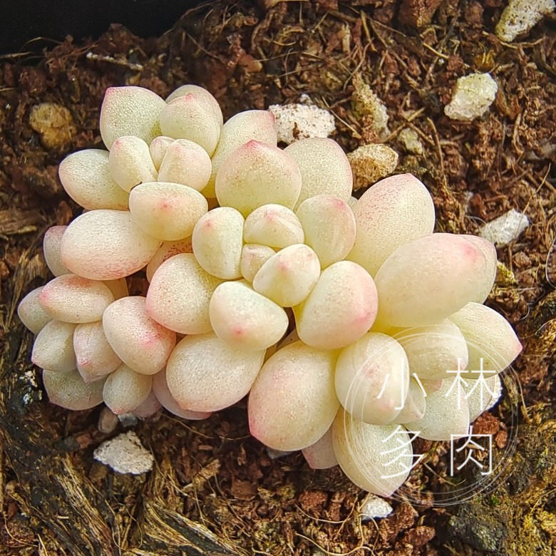 一物一拍泡泡糖果冻色圆滚滚新品杂交多肉5月多肉植物