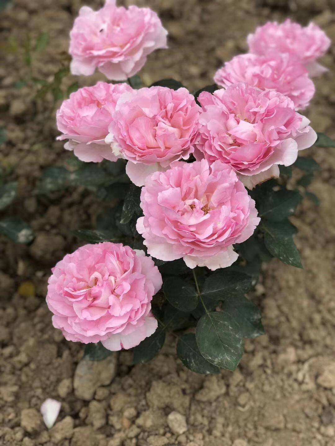 浓香花月季伊芙雪花苗四季阳台庭院别墅花卉摆件