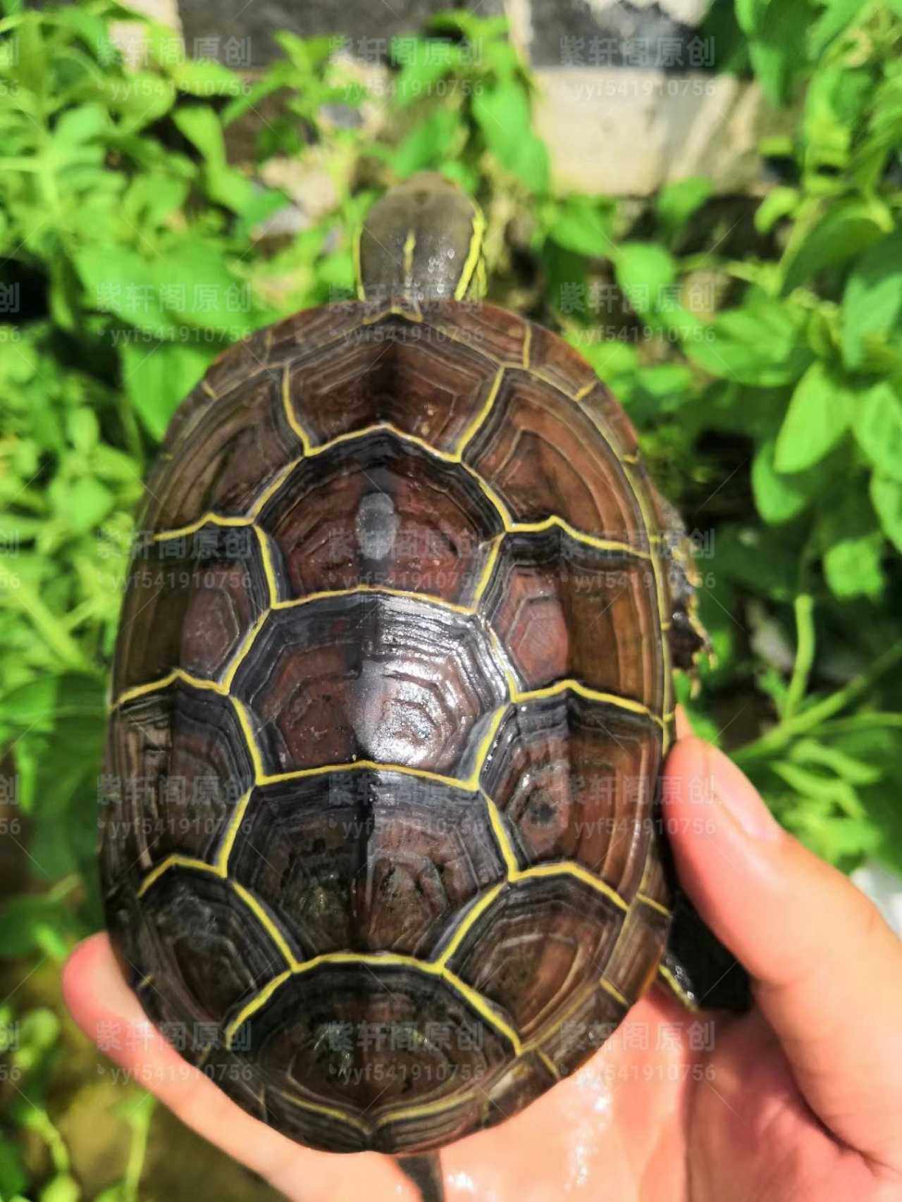 紫轩阁直播链接入口中华南通苏北金线草龟碌试龟