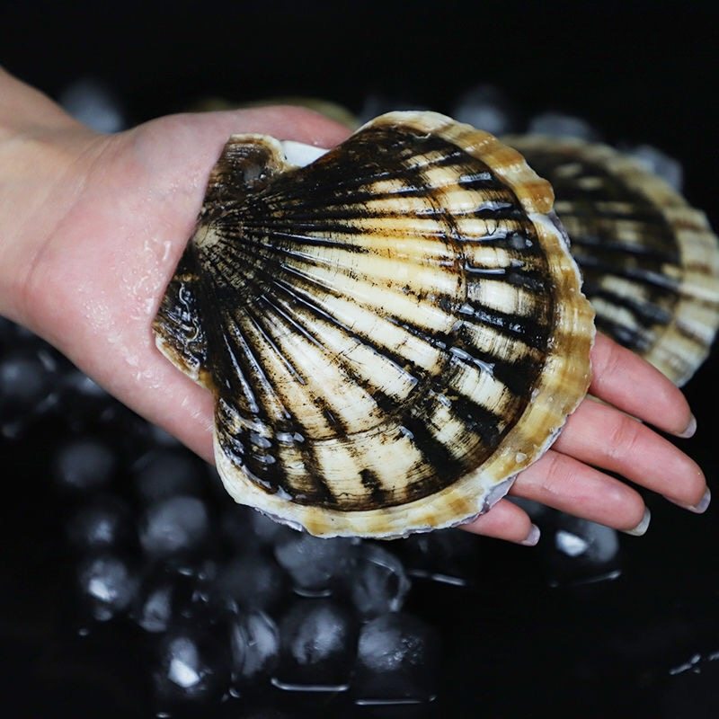 海鲜鲜活扇贝成都新鲜水产夏夷贝活500克可帮干贝