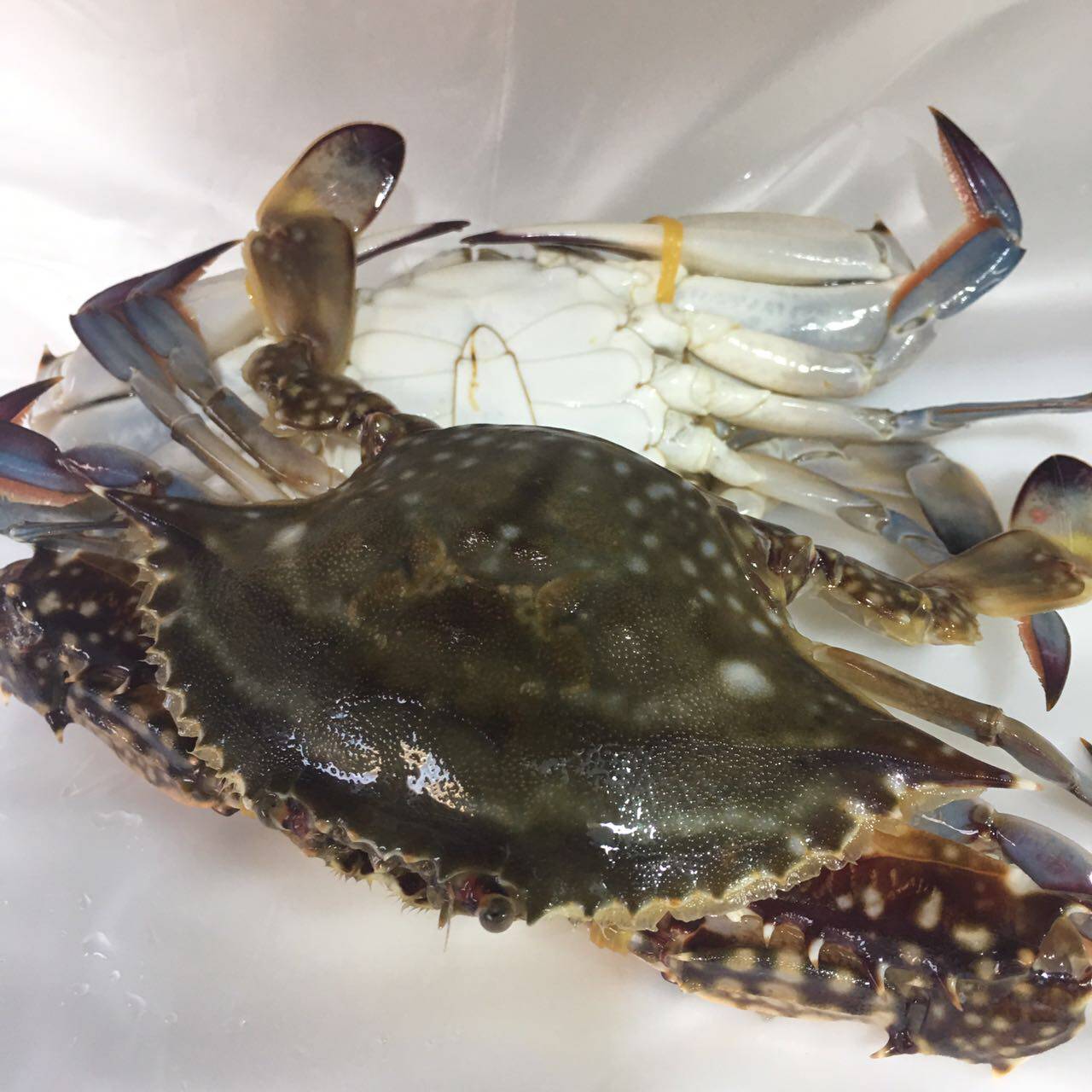 鲜活梭子海鲜500克23只水产成都地区购买梭子蟹