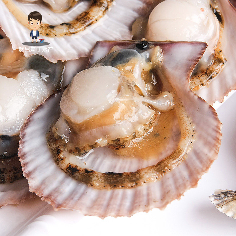 扇贝鲜活新鲜当天野生海鲜小红蒜蓉粉丝干净扇贝