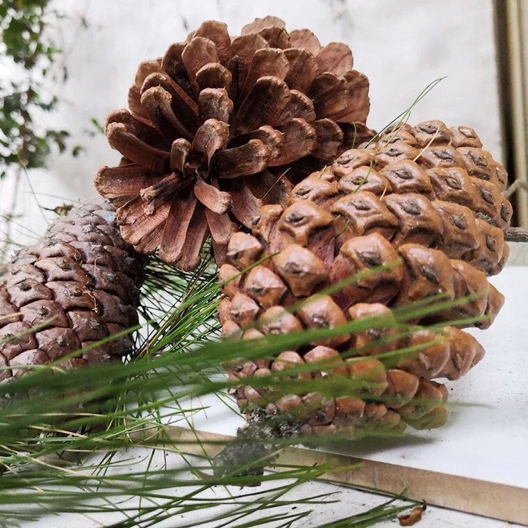 摆件松塔装饰家居圣诞饰品油松拍摄道具创意干花干花