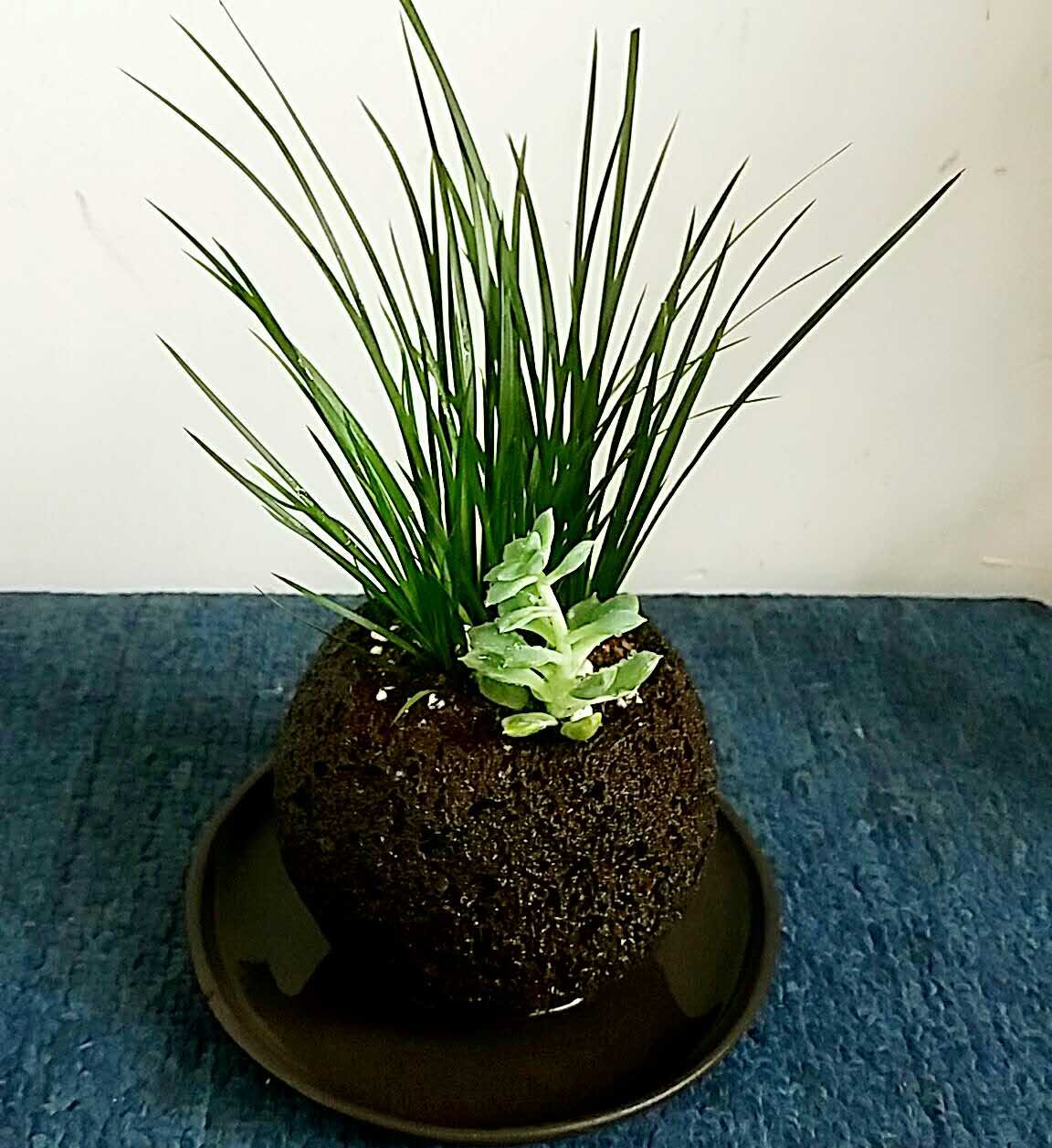 花盆火山山石火山岩腾冲天然石头圆球多肉菖蒲花盆