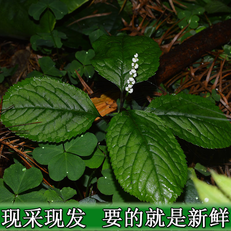新鲜四叶对 四块瓦 万根丹 四叶细辛野生中药材250克包邮