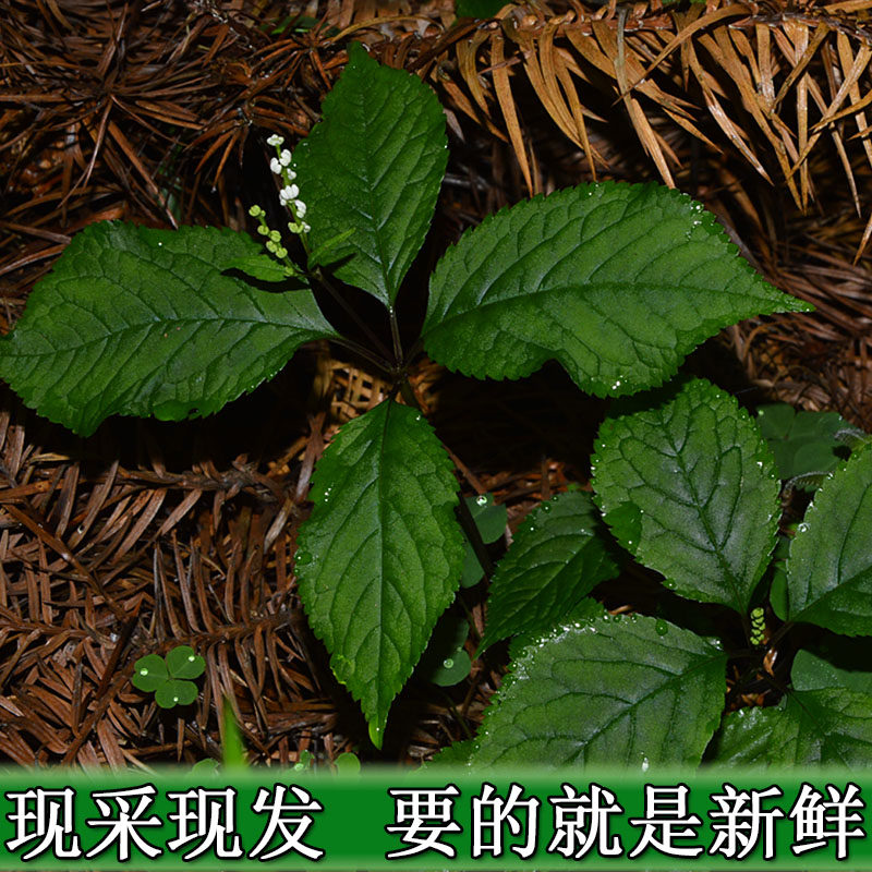 新鲜半枝莲 野生半枝莲 四条棱 四方草 并头草野生中药材500g包邮