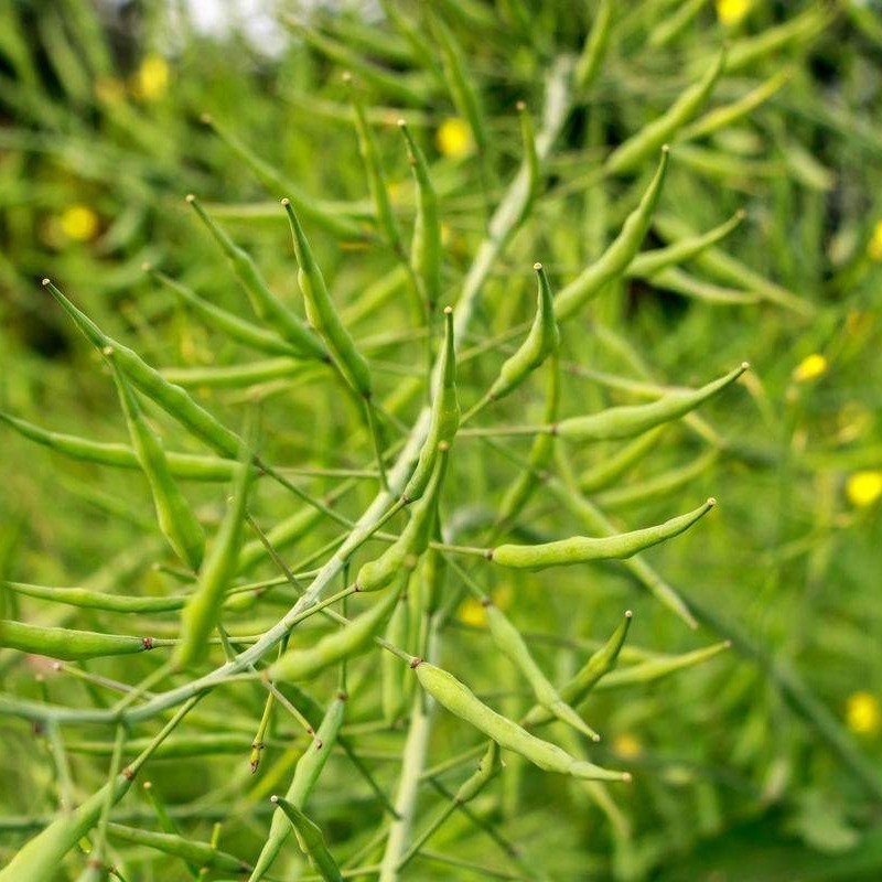 榨油油菜籽油菜花高出油率杂粮粗粮芽苗菜散装蔬菜种子观赏花