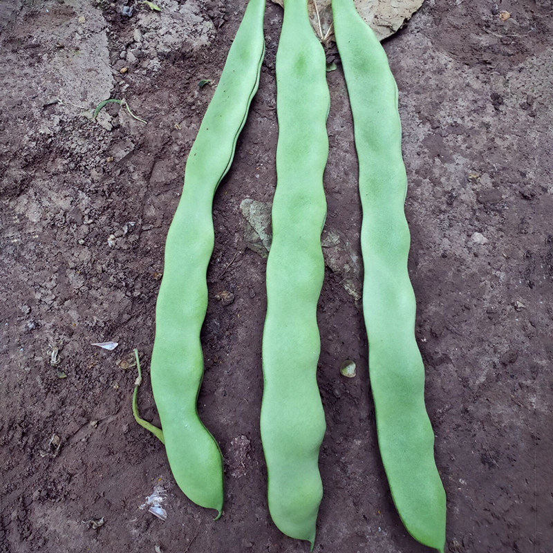 豆种绿龙架豆王无筋豆豆四季春秋高产豆角种子家庭园艺种子