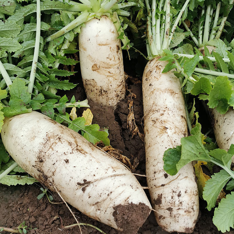 四季秋冬季白萝卜种子特大九斤王迟地蔬菜胡萝卜籽种家庭园艺种子