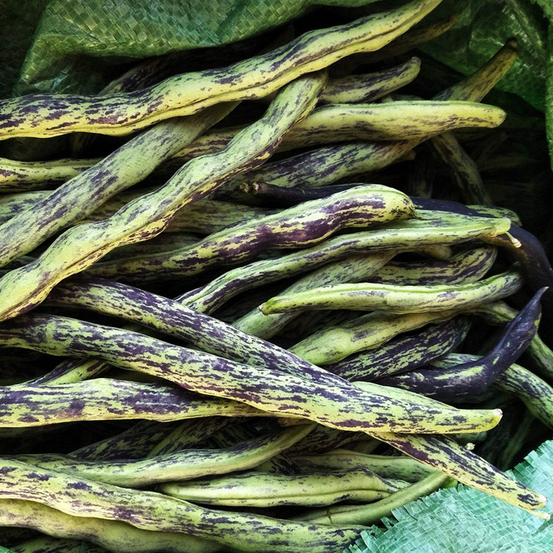 花皮豆角种子高产春秋播种蔬菜种籽四季菜豆家庭园艺种子