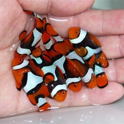 小丑海水背心双带公子金双带全黑黑豹珊瑚活体鱼