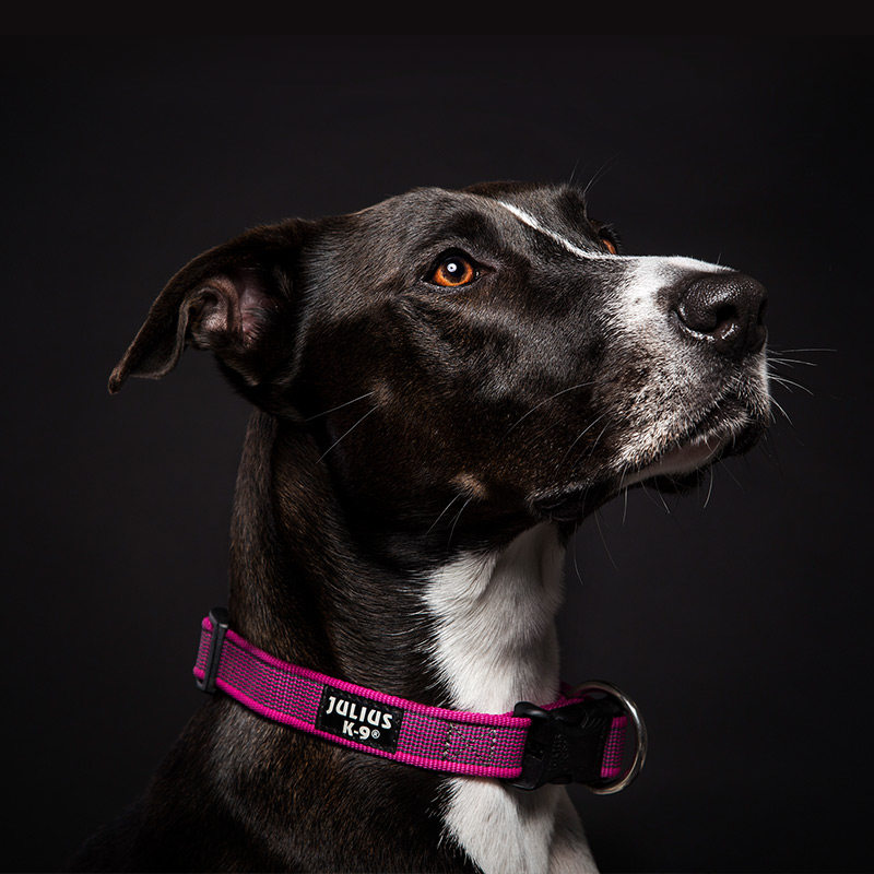 项圈juliusk9狗狗大型脖套柴犬泰迪狗拉手进口项圈
