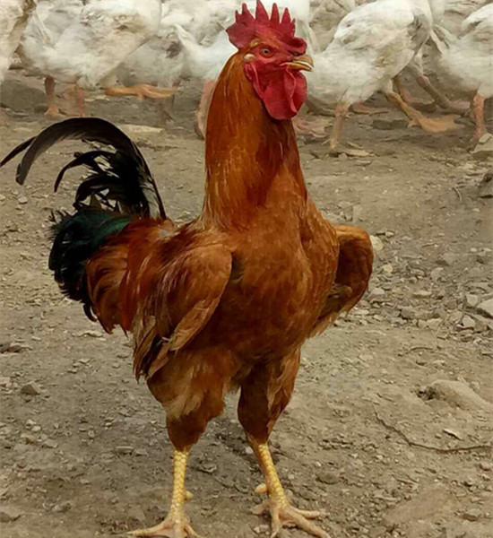 土鸡庄河大骨鸡大公鸡农家养鸡溜达整鸡