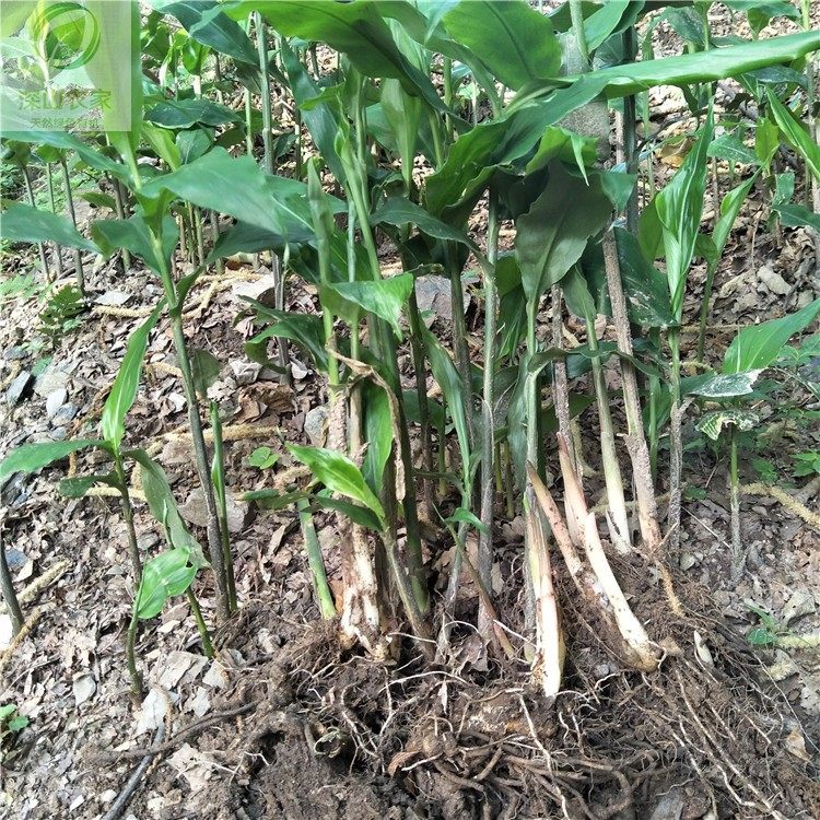 阳荷苗洋荷姜种苗现挖阳霍苗茗荷苗洋火姜苗阳台庭院种苗5棵包邮