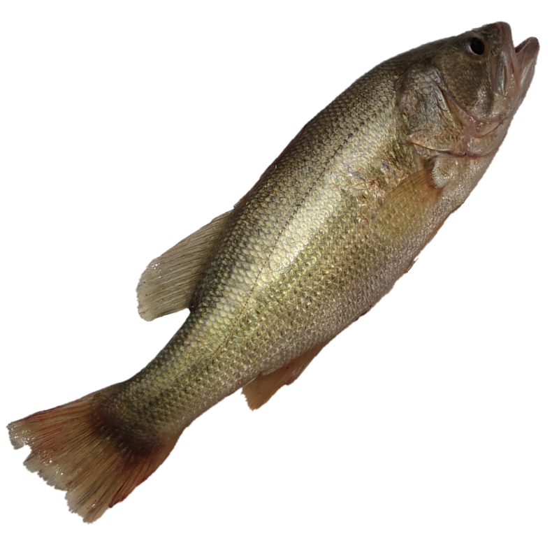 水花加州鲈鱼鱼苗淡水淡水鱼活体大口夏花鱼