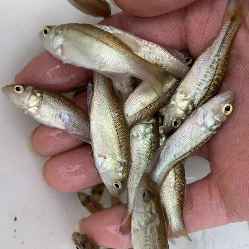 水花加州鲈鱼鱼苗淡水淡水鱼活体大口夏花鱼