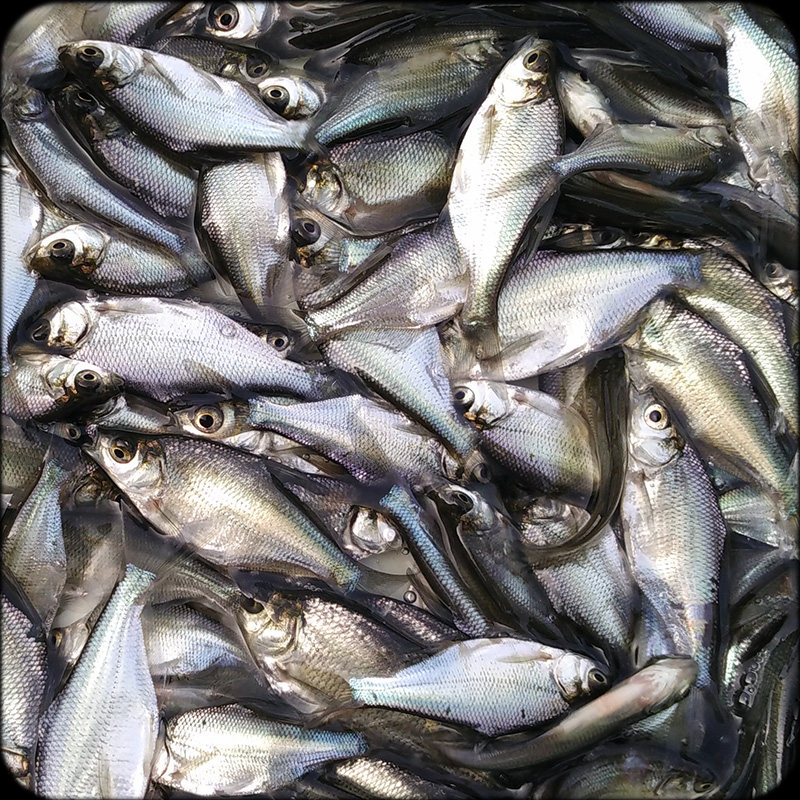 鱼苗三角武昌淡水鳊鱼活体鲂鱼团头鲂边鱼沙边鱼