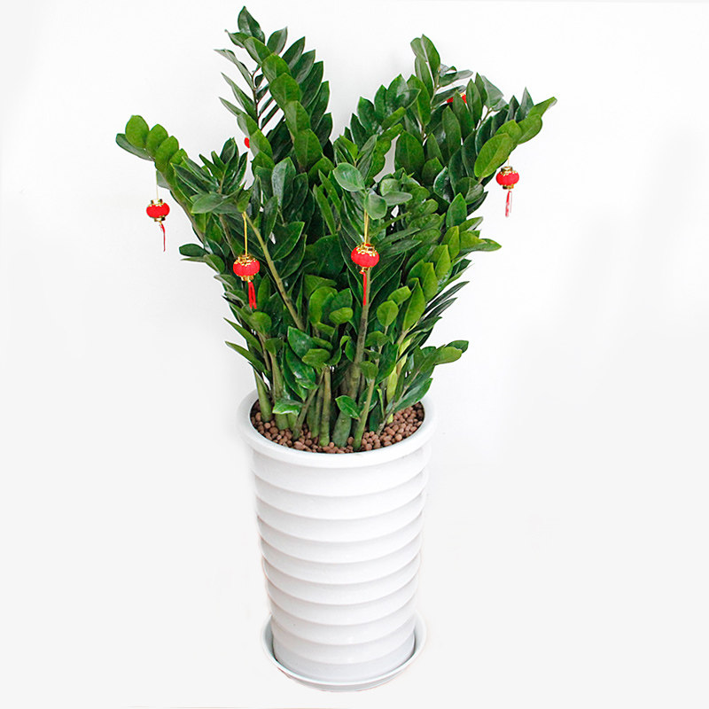 金钱树摇钱树室内盆栽开业乔迁送礼办公绿植耐阴盆栽净化空气-mc母婴