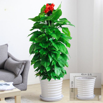 大绿萝高绿萝室内客厅办公室开业大型盆栽净化空气郑州同城绿植-图3