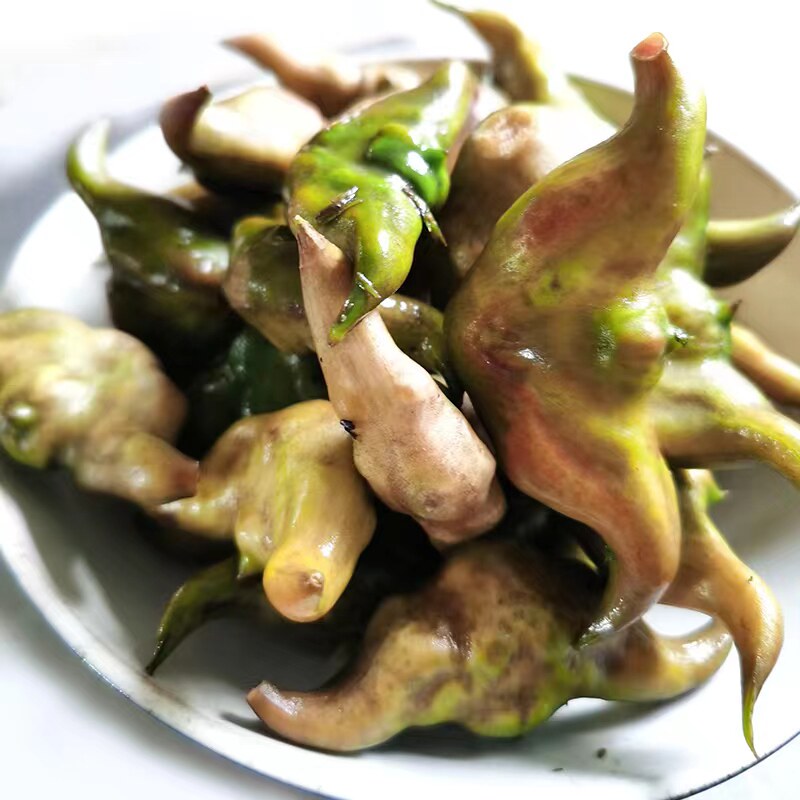 菱角洪湖新鲜现摘生吃水果棱角莲角湖北特产菱角