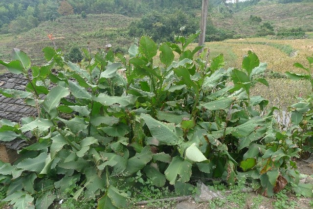 蕉芋粉农家自制淀粉竹芋粉魔芋粉非木薯粉无添加土特产3斤包邮