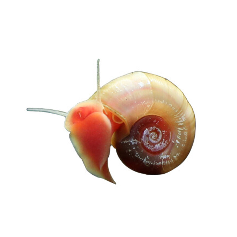 红苹果淡水小蜗牛宠物活体观赏宝螺金宝螺大瓶清洁螺